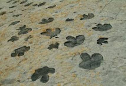 dinosaur ridge footprints